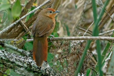 TIOTÍO OJO ROJO (Phacellodomus ferrugineigula) - Paso Centuriòn - CERRO LARGO (Octubre 2025)